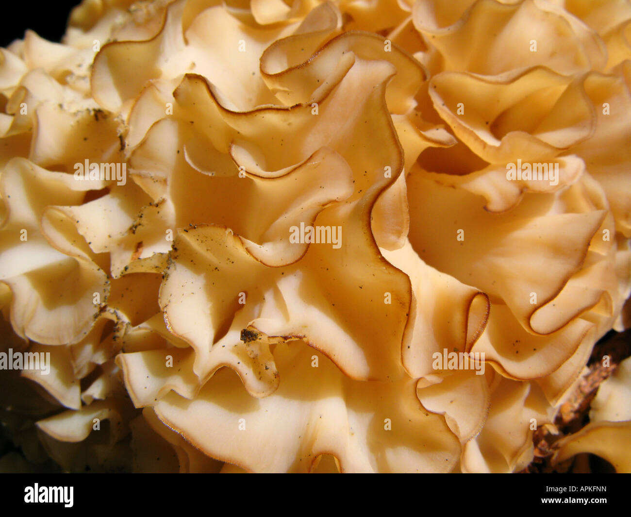 Legno, cavolfiore cavolfiore (funghi Sparassis crispa), particolare del corpo di frutta, in Germania, in Baviera Foto Stock