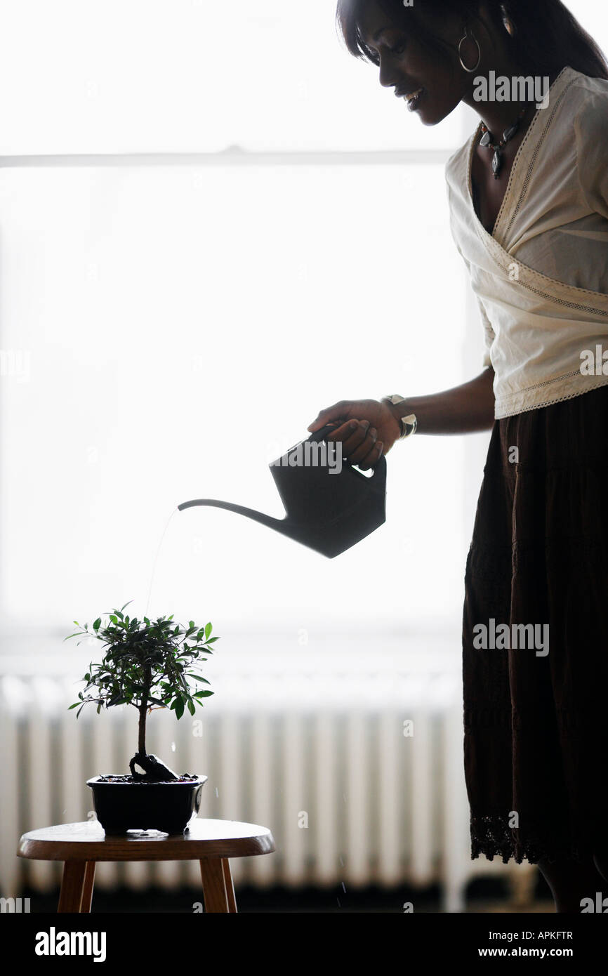 Irrigazione donna albero di bonsai Foto Stock