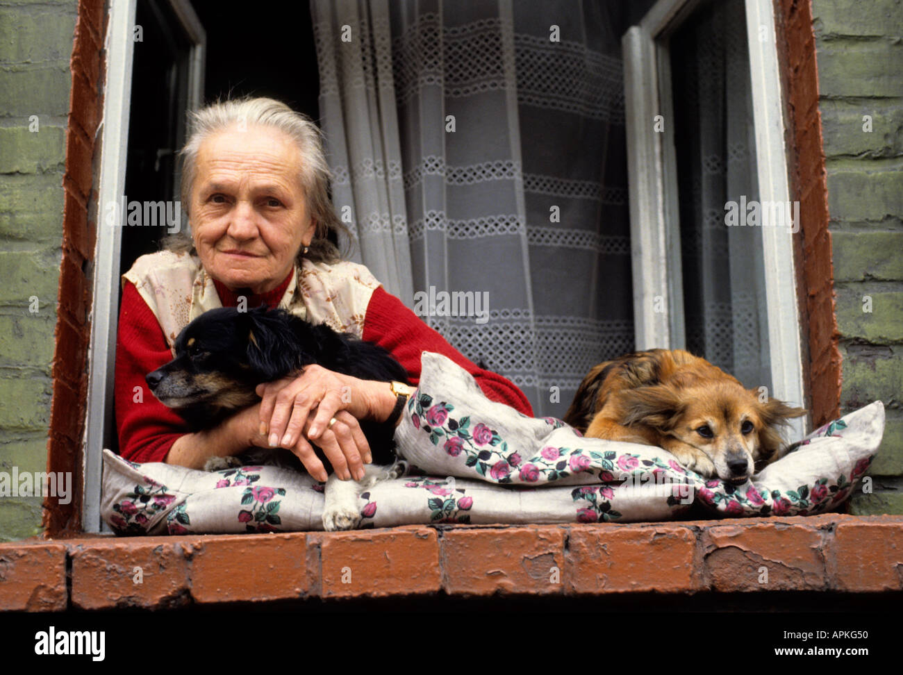 Katowice in Polonia polacco donna finestra vecchio cane cani Foto Stock