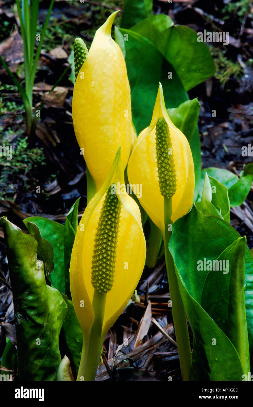 Western Skunk cavolo (Lysichiton americanus) Giallo aka Skunk cavolo e Palude lanterna in fiore in primavera Foto Stock