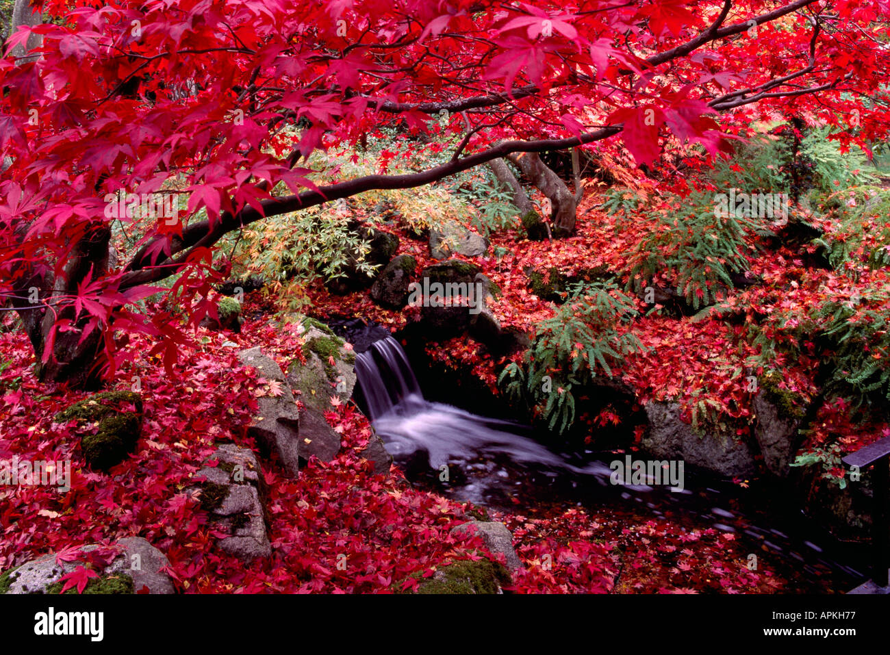 Beacon Hill Park, Victoria, BC, British Columbia, Canada - Giapponese Acero, foglie di autunno & colori / Colori, una piccola cascata Foto Stock