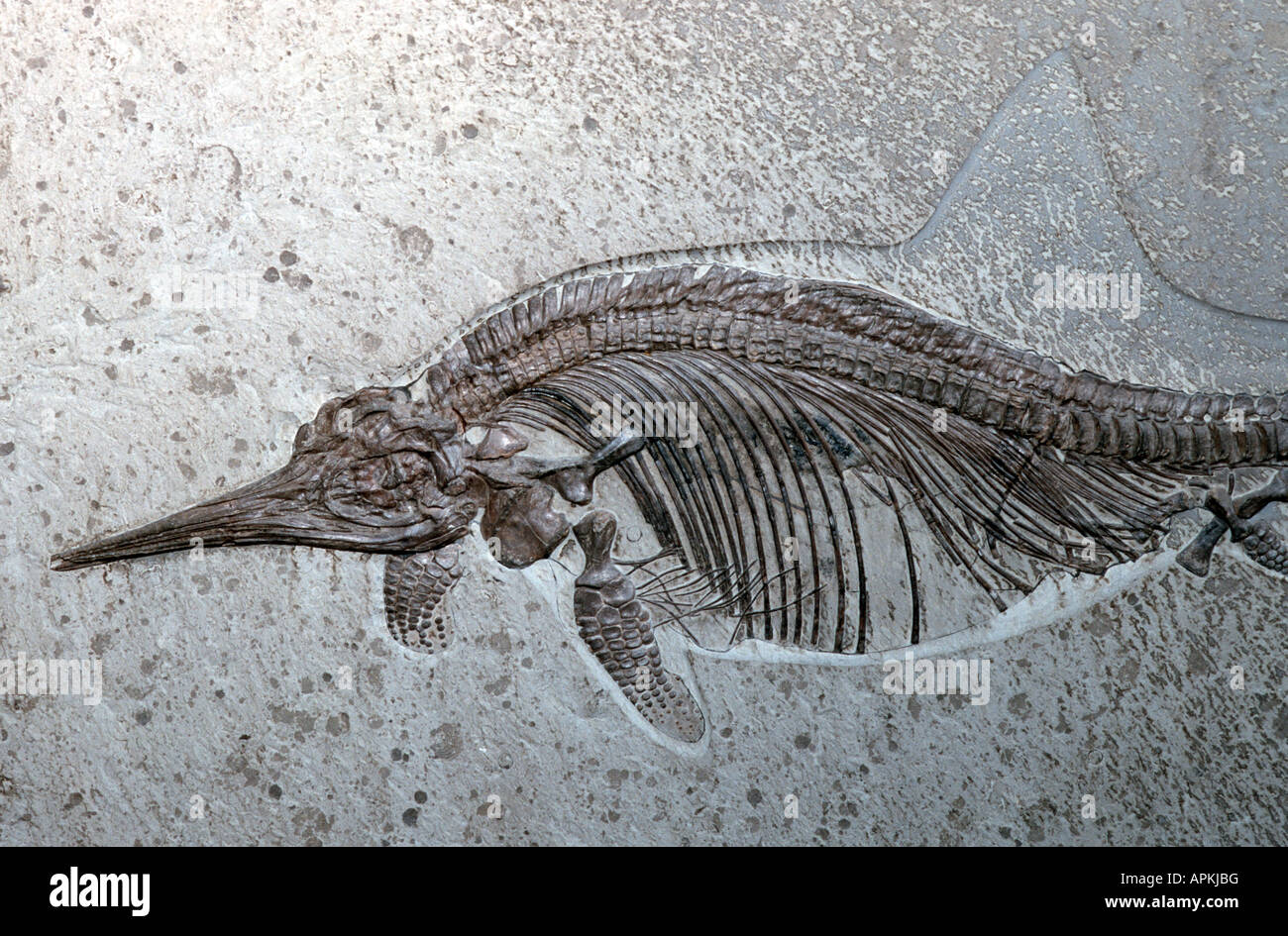Ichthyosaurus quadriscissus, fossile Foto Stock