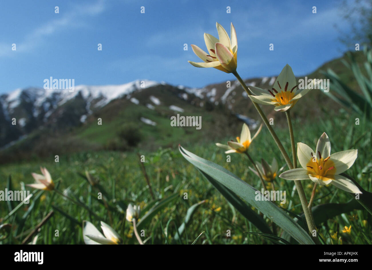 Tulipano selvatico (Tulipa bifloriformis), piante in fiore su un prato di montagna nel Tien Shan, Uzbekistan, Tashkent, Tien Shan Foto Stock