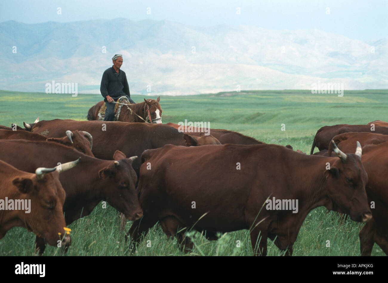 Uzbek pastore con cattles della Santa Gertrudis breed, Uzbekistan, altopiano del Pamir, Kashkadarya Foto Stock