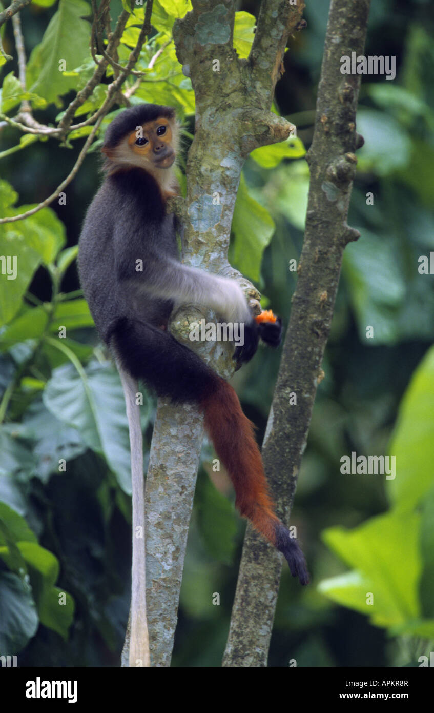 Rosso-shanked douc langur, Colomba langur (Pygathrix nemaeus), seduti su una struttura ad albero, Vietnam Foto Stock