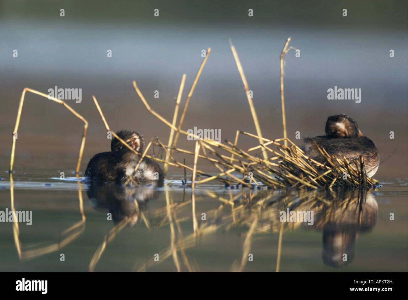 Tuffetto (Podiceps ruficollis, Tachybaptus ruficollis), dormendo giovani tuffetto, Germania, Sassonia-Anhalt Foto Stock