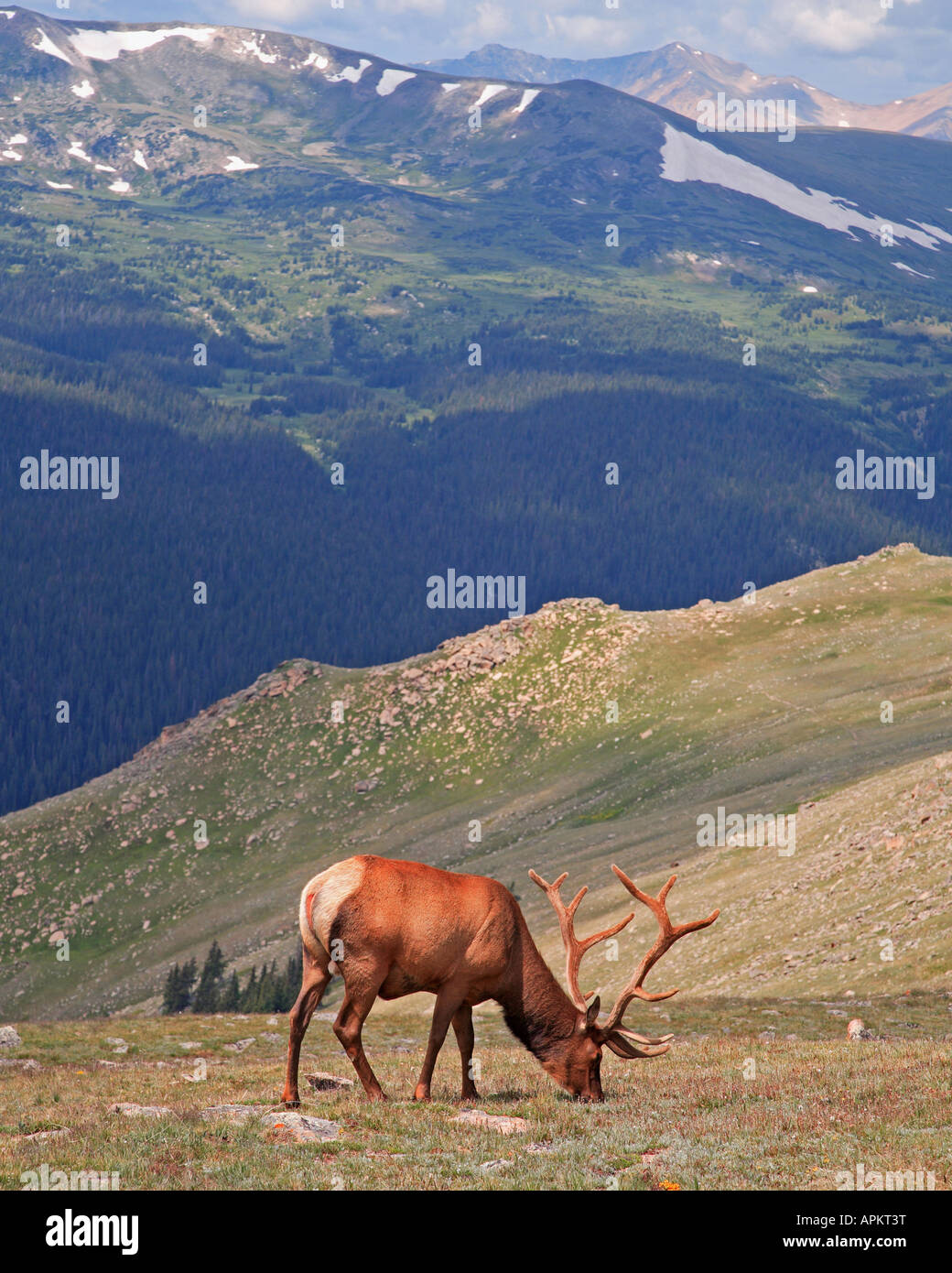 Wapiti, elk (Cervus elaphus canadensis), wapiti, STATI UNITI D'AMERICA Foto Stock