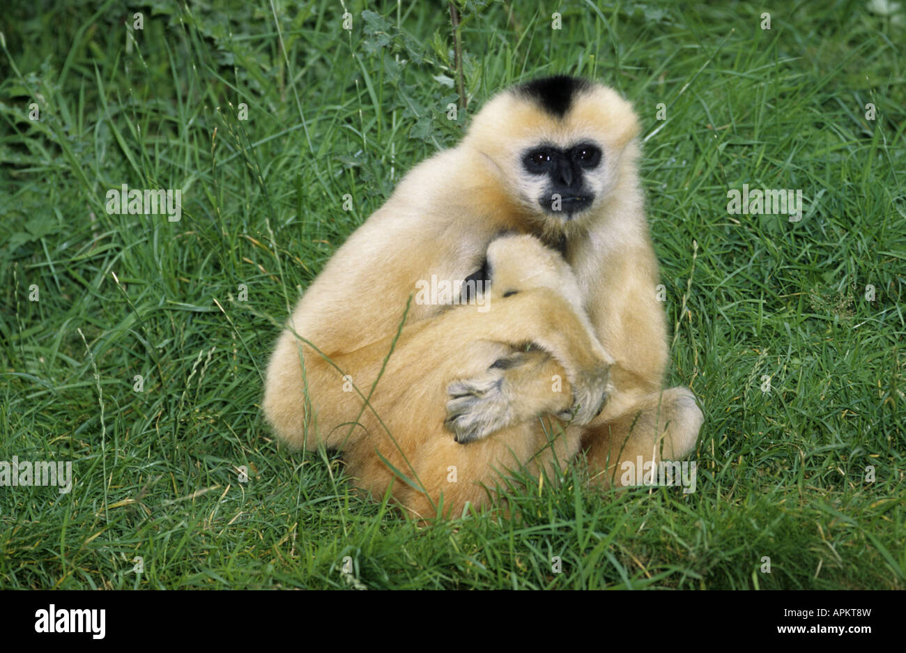 Crested gibbone, nero-crested gibbone (Hylobates concolor), con pup, Cina Foto Stock