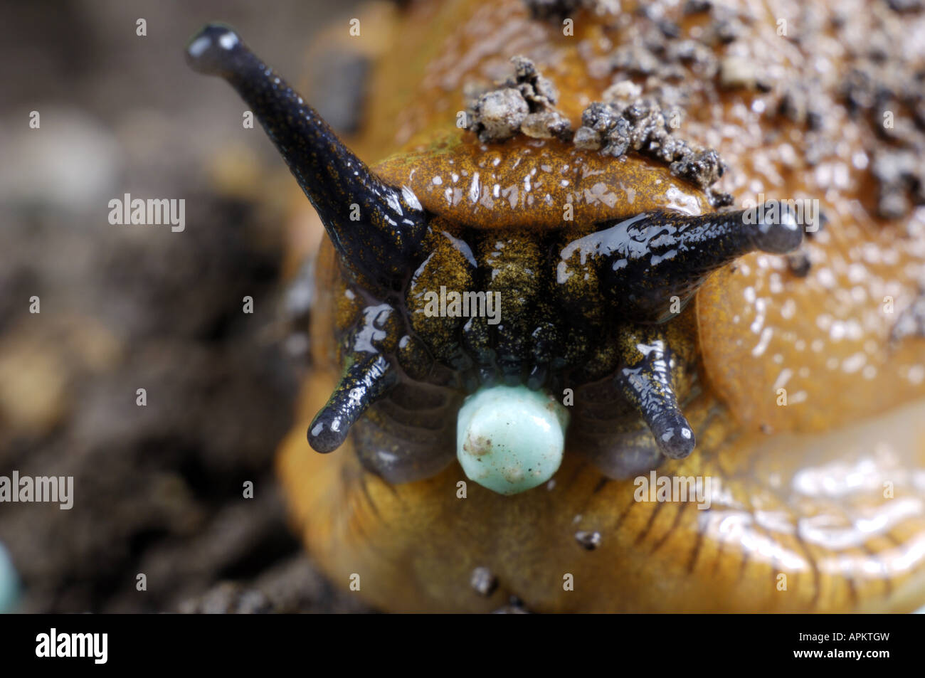 Lo spagnolo slug, lusitani slug (Arion lusitanicus), singolo di alimentazione degli animali su slug agglomerati in forma di pellets Foto Stock