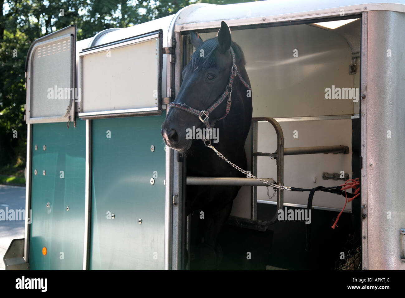 Cavallo in van per cavalli Foto Stock