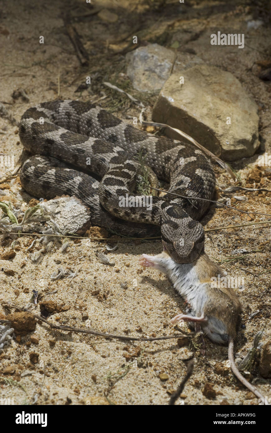 Coastal viper, costiere europee, Viper Viper Ottomano, Vicino Oriente viper (Vipera xanthina, Daboia xanthina, Montivipera xanthina), Foto Stock