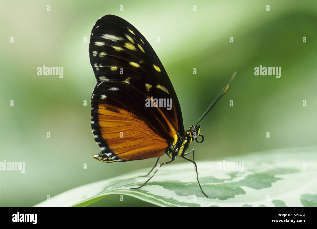 Hecales longwing, passioni flower butterfly (Heliconius hecale), seduta su una foglia Foto Stock