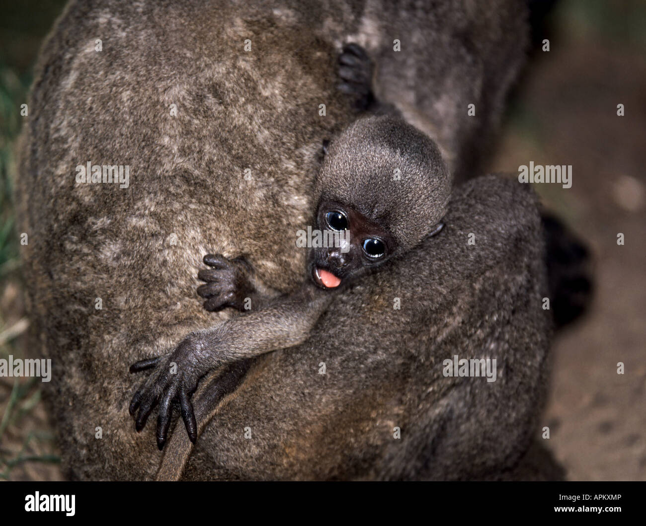 Comune lanosi scimmia, Humboldt's lanosi scimmia (Lagothrix lagotricha), PUP, Perù Foto Stock