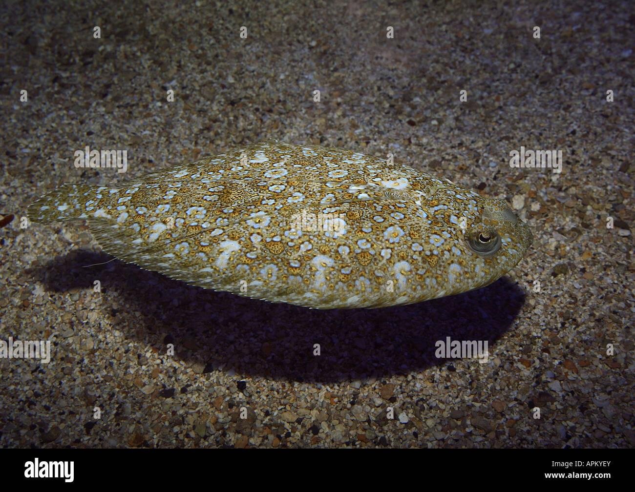 Rombo liscio (Scophthalmus rhombus), nuoto Foto Stock