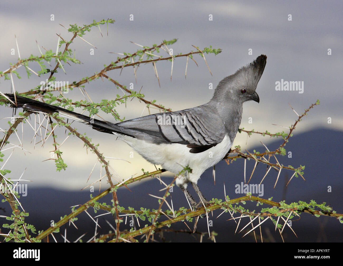 Bianco-panciuto andare lontano bird (Criniferoides leucogaster), di acacia Foto Stock