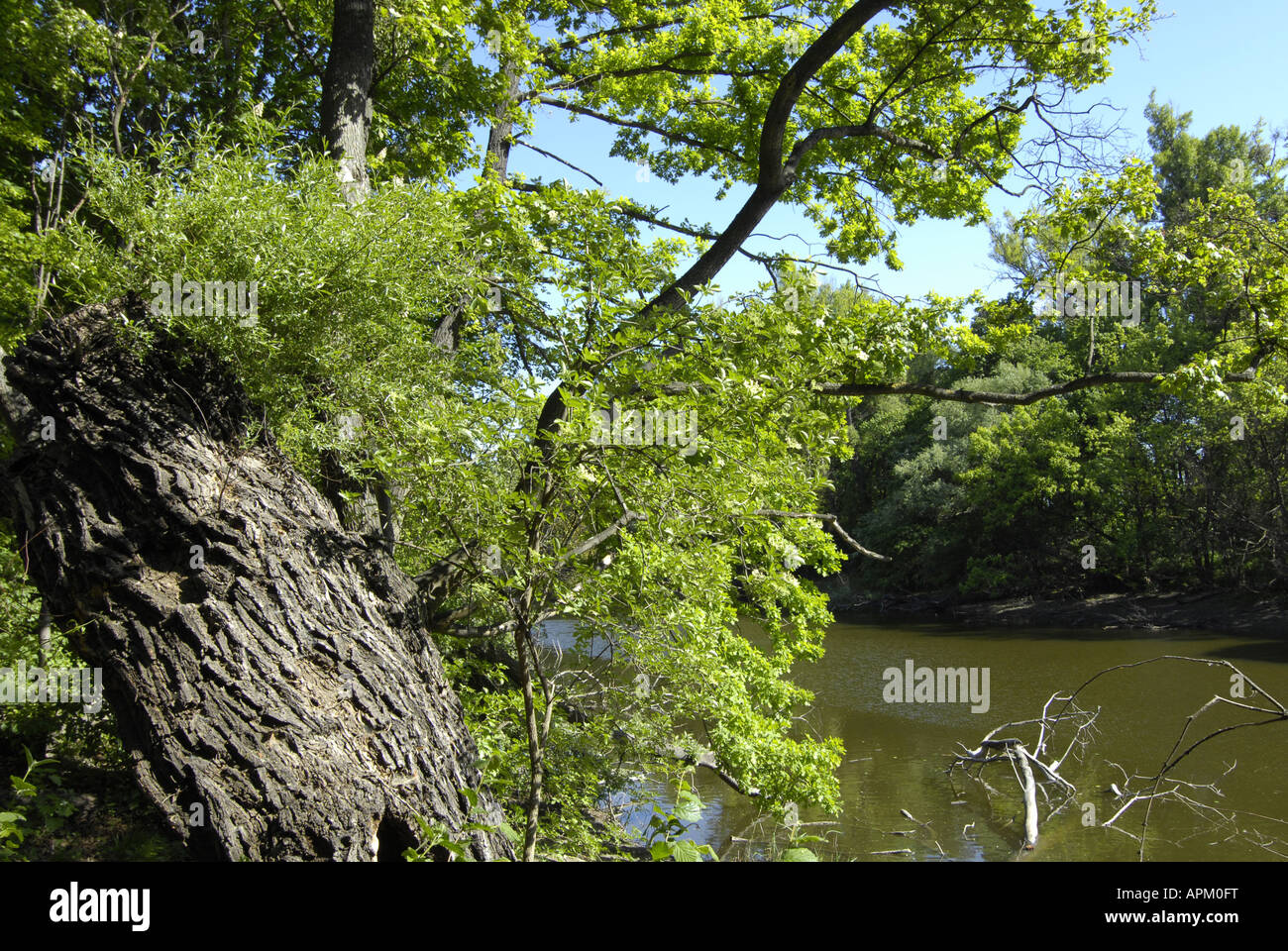 Fiume vecchio, Lustwasser, il Prater di Vienna, Austria, Vienna Foto Stock