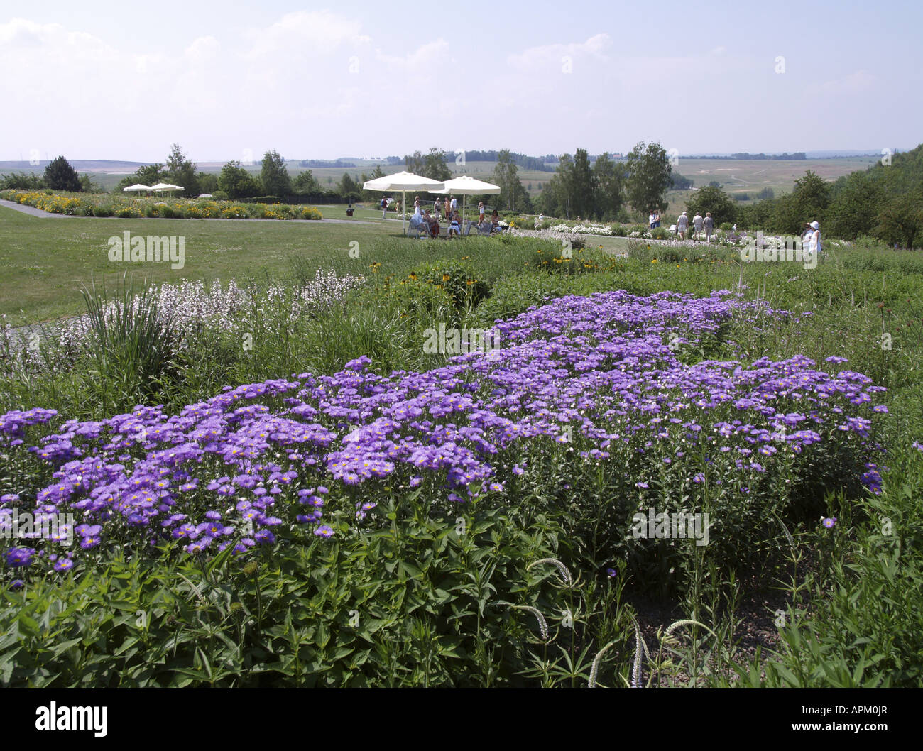 Aster (Aster spec.), Buga 2007, Federal Garden Exhibition 2007 Gera e Ronneburg, Bundesgartenschau, Germania, Ronneburg Foto Stock