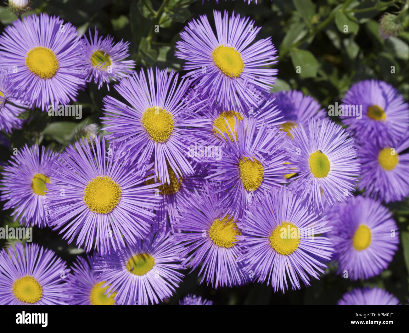 Astri su BUGA 2007, Federal Garden Exhibition 2007 Gera e Ronneburg, Bundesgartenschau, Germania, Ronneburg Foto Stock