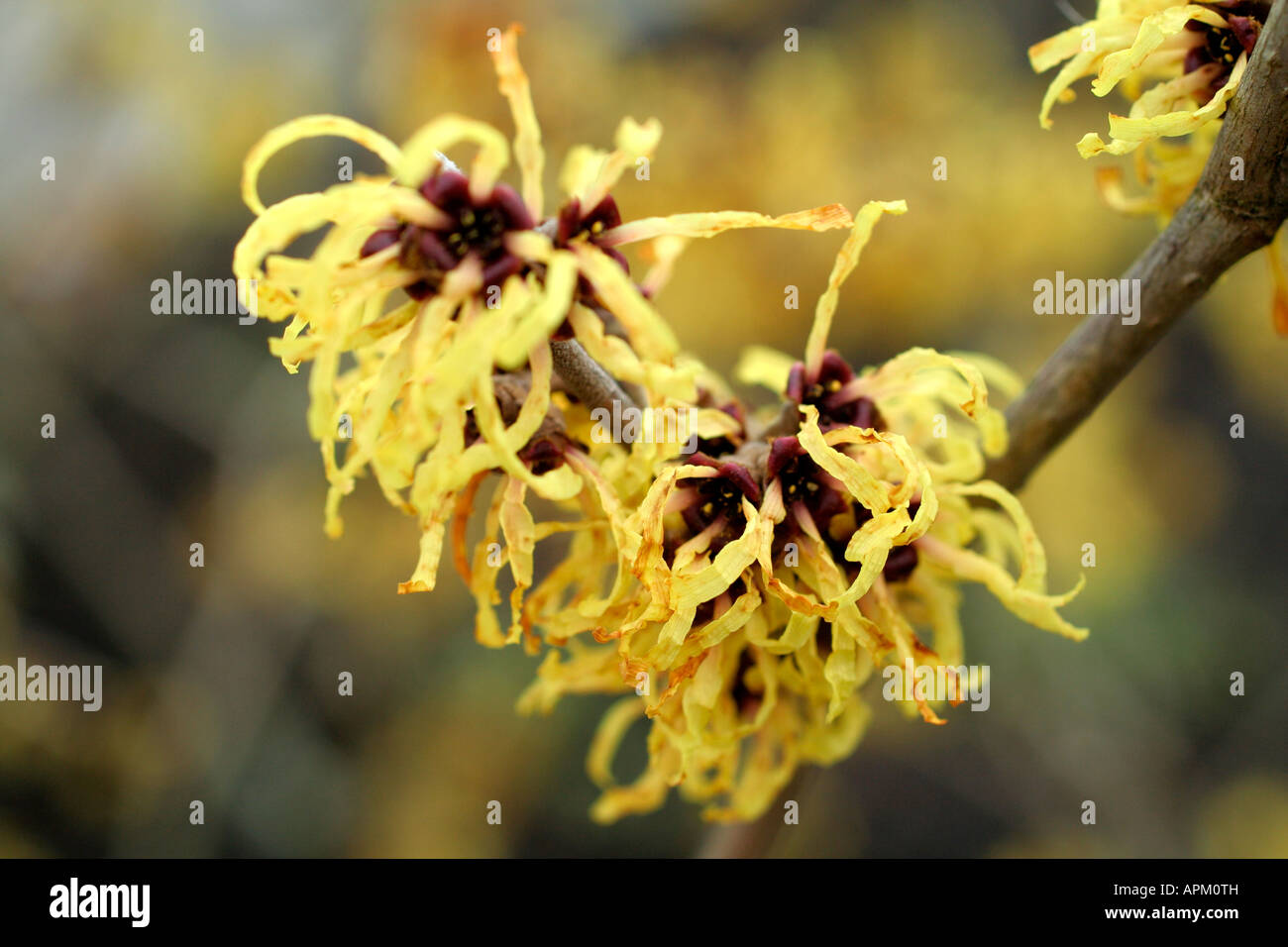 Hamamelis x intermedia Primavera Foto Stock