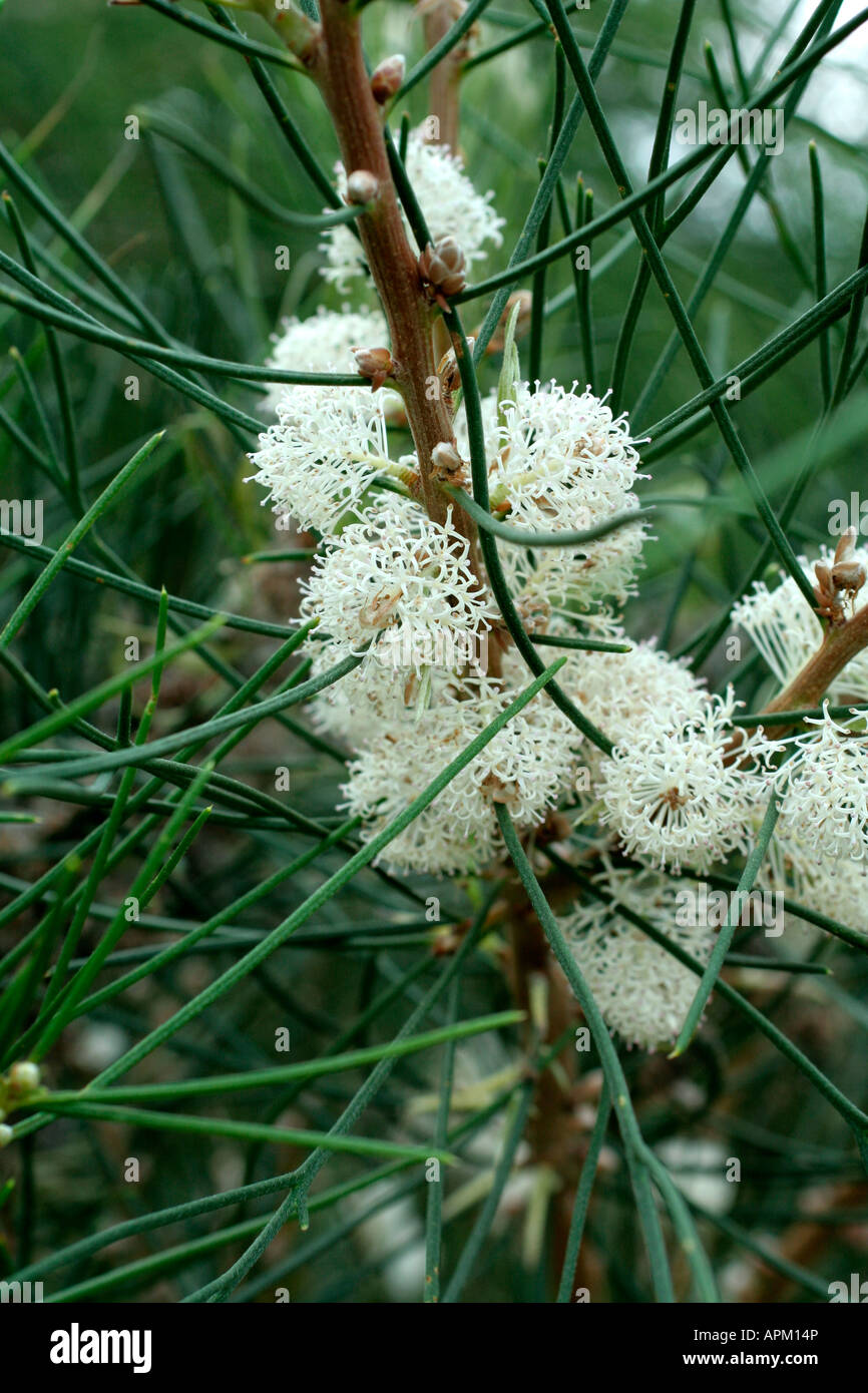 Hakea suaveolens Foto Stock