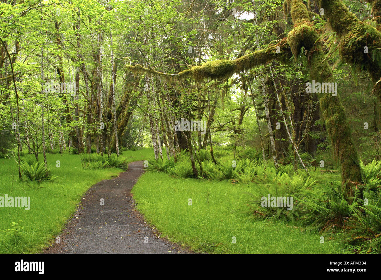 Il sentiero attraverso la temperata crescita vecchia foresta di pioggia Abete rosso sentiero Hoh Rain Forest Parco nazionale di Olympic Washington STATI UNITI D'AMERICA Foto Stock