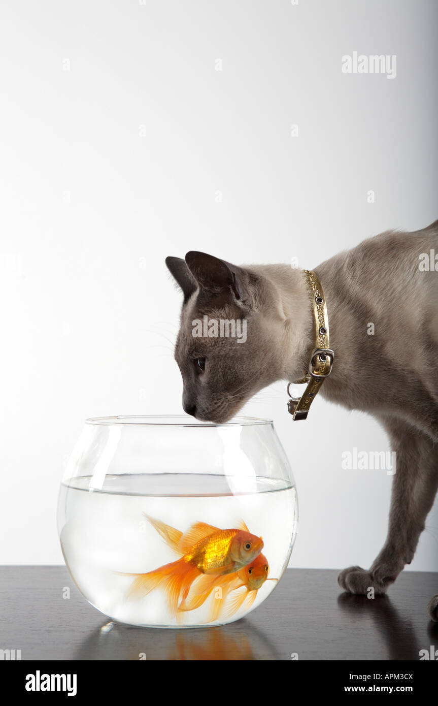 Gatto siamese gatto accanto a un pesce in una ciotola Foto Stock