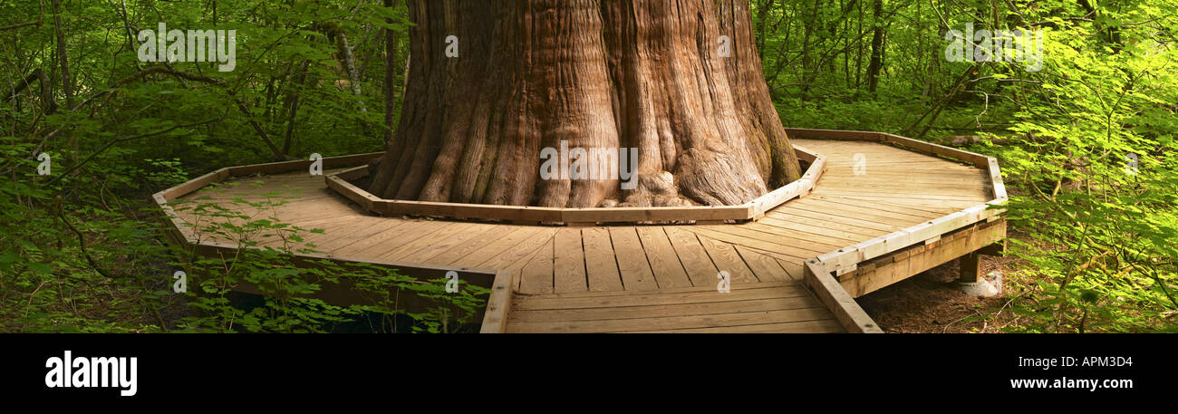 Passerella in legno avvolgimento attorno al tronco del grande albero di cedro nel boschetto di Patriarchi Il Parco Nazionale del Monte Rainier Washington Foto Stock