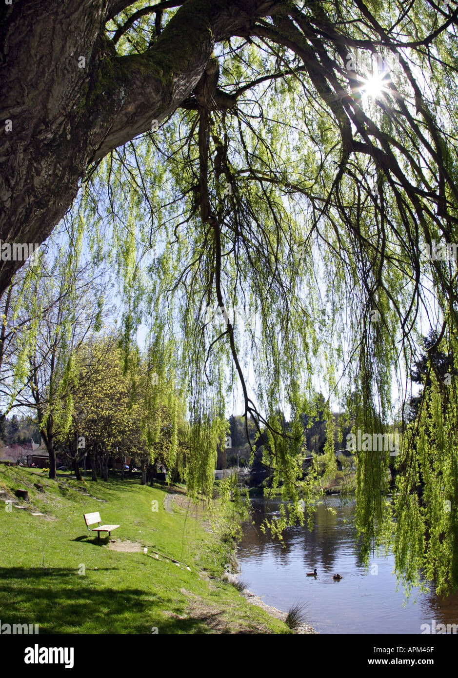 Sammamish Slough sotto willow tree Brackett's Landing Park Bothell King County Washington Foto Stock
