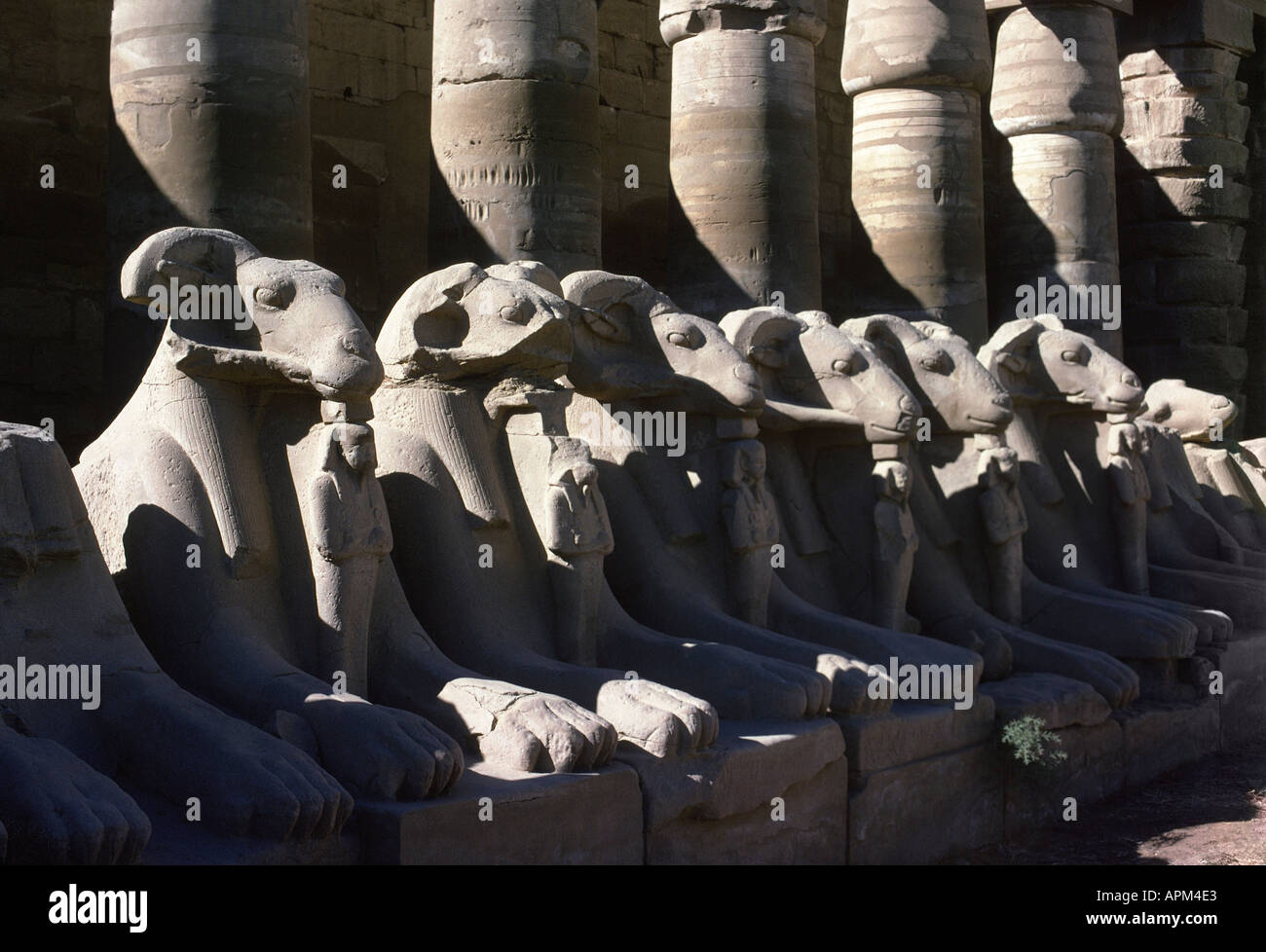 Fila di statue di arieti sacri in grande corte Karnak Egitto Foto Stock