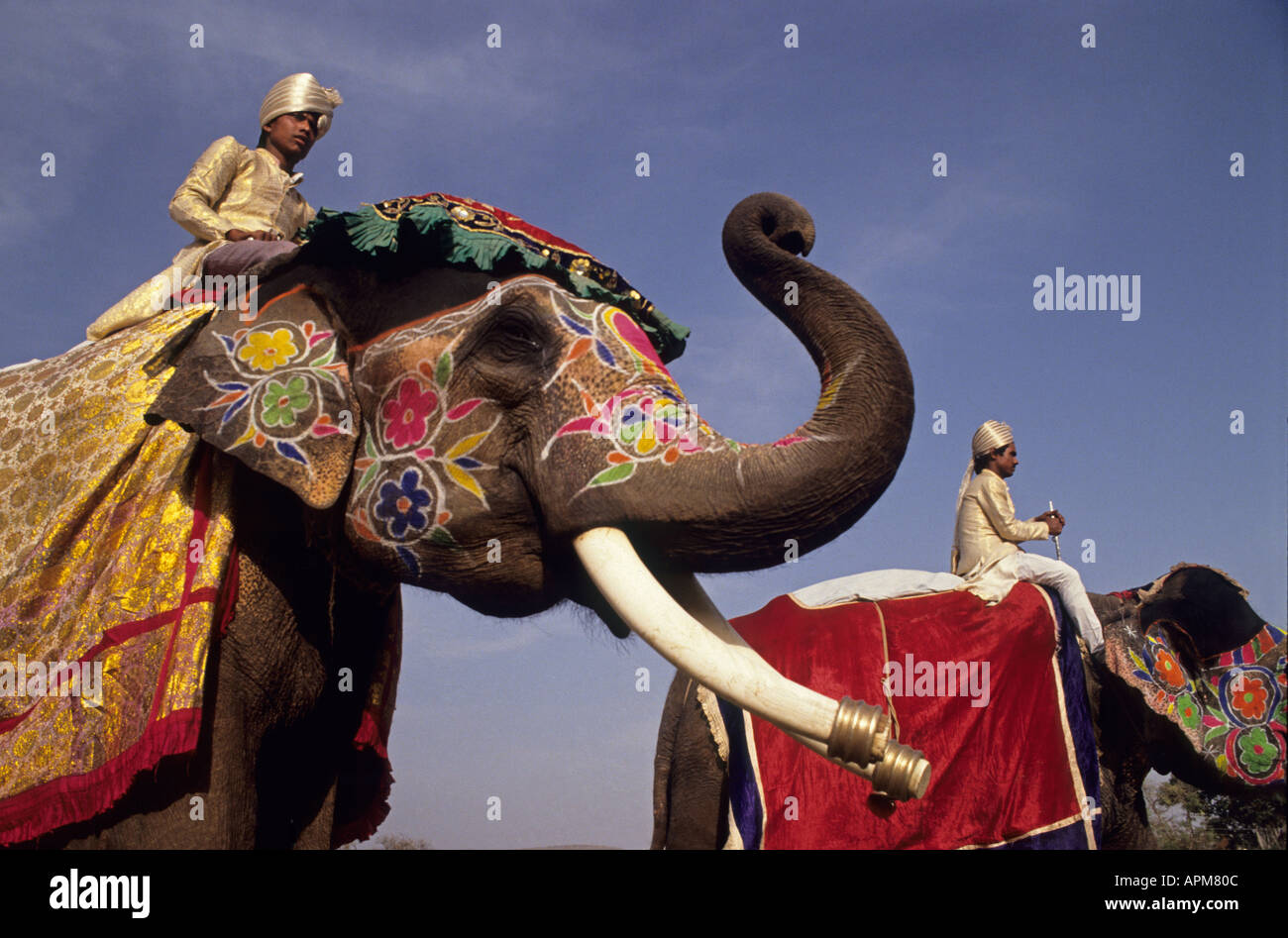 INDIA Rajasthan JAIPUR Elephant Festival decorate elefanti indiani per festival colorati Foto Stock