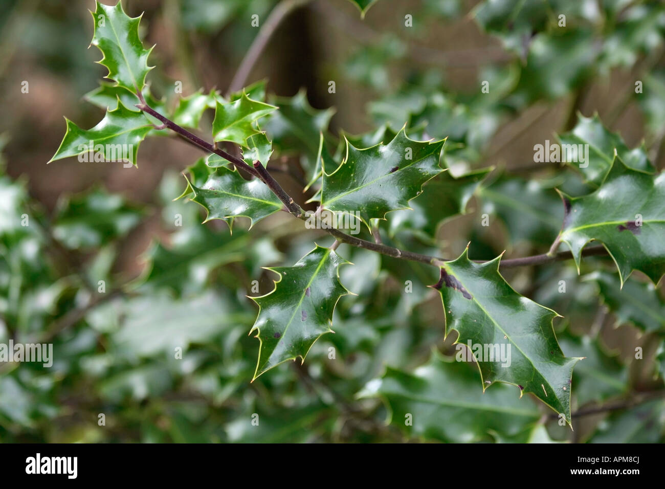 Un primo piano di un ramo di Holly comune (Ilex aquifolium) in inverno in Sussex, Inghilterra Foto Stock