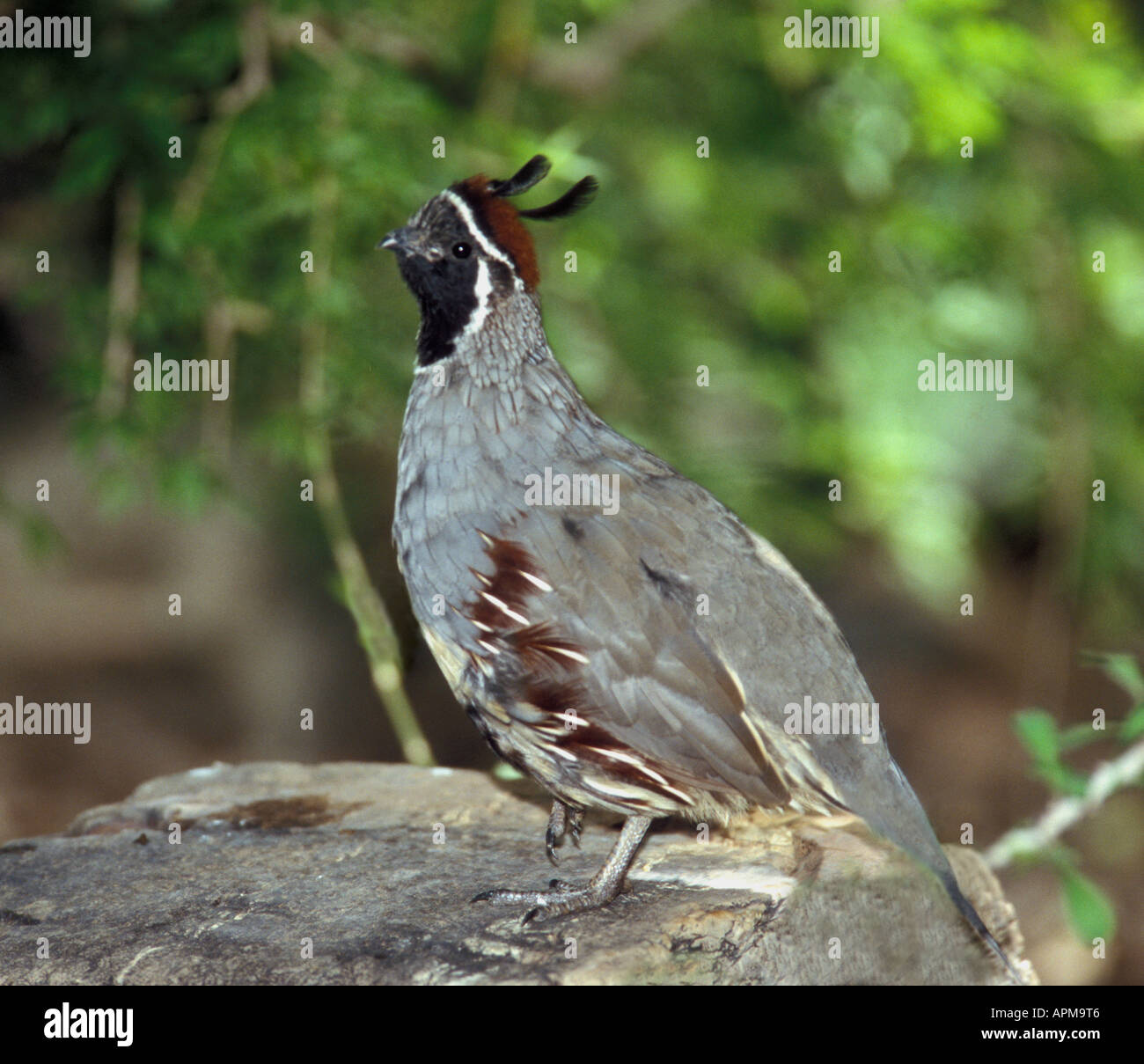 La Gambel Quaglia Callipepla gambelli - Captive Foto Stock