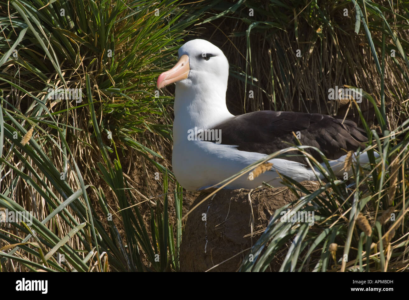 Nero browed Albatross (Diomedea melanophoris) adulto seduto sul nido in erba tussac Poa flabellata Saunders Island Isole Falkland Foto Stock