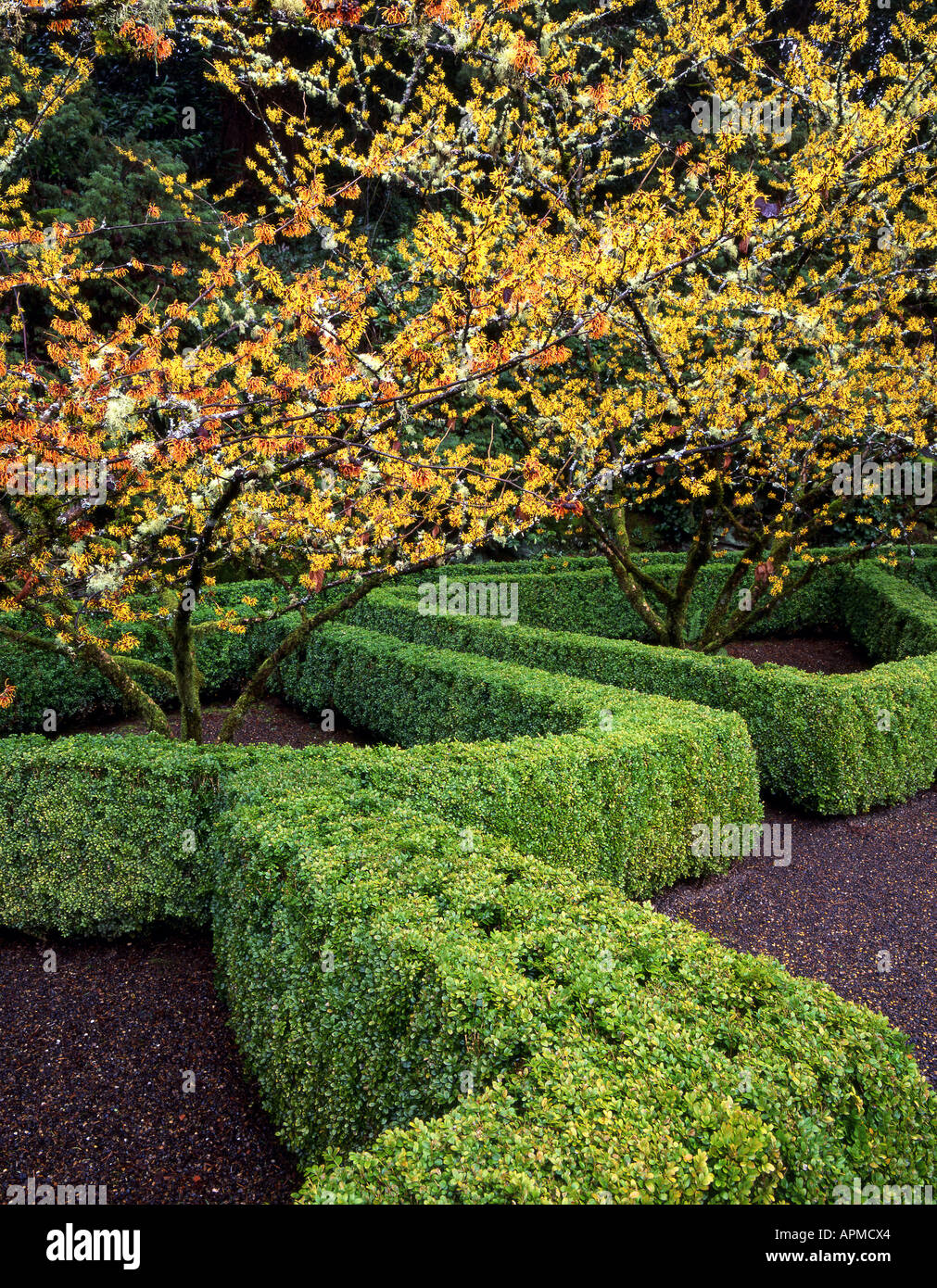 Amamelide fiorisce a fine inverno qui a Portland il vescovo vicino giardino. Foto Stock