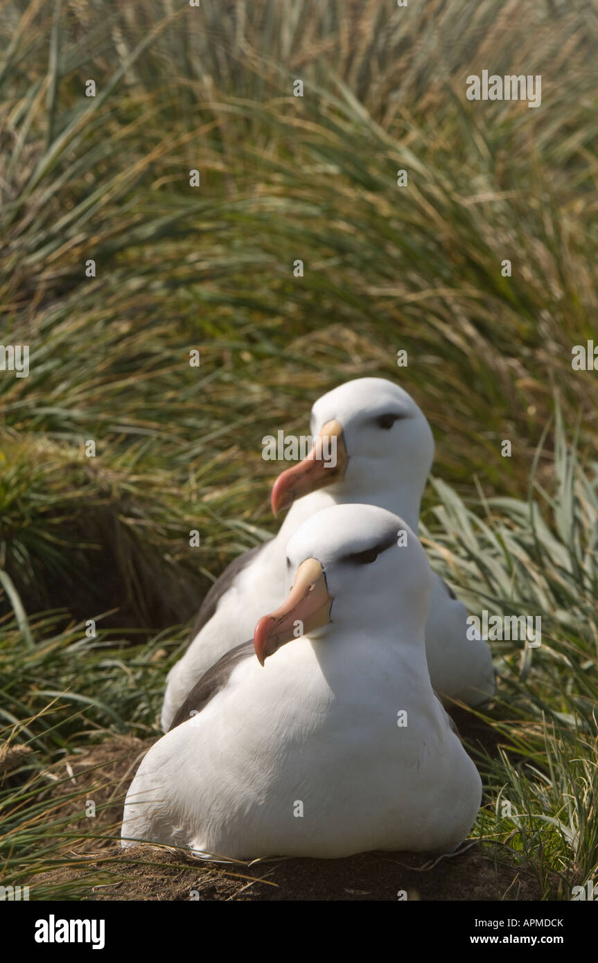 Nero browed Albatross Diomedea melanophoris adulto sul nido in erba tussac Poa flabellata West Point Isola Falkland Foto Stock