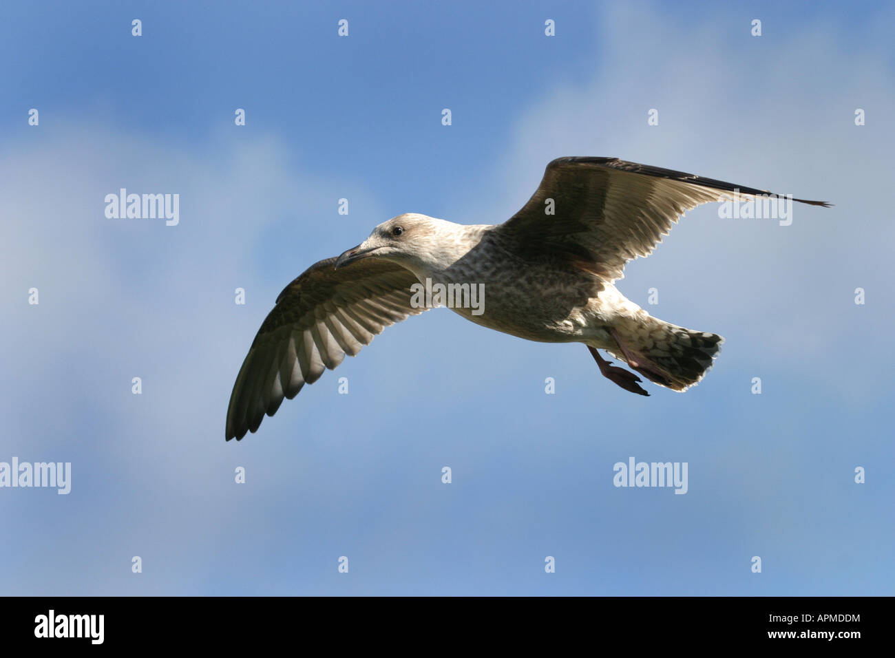 Un gabbiano in volo sopra la linea di costa a St Ives in Cornovaglia REGNO UNITO Foto Stock