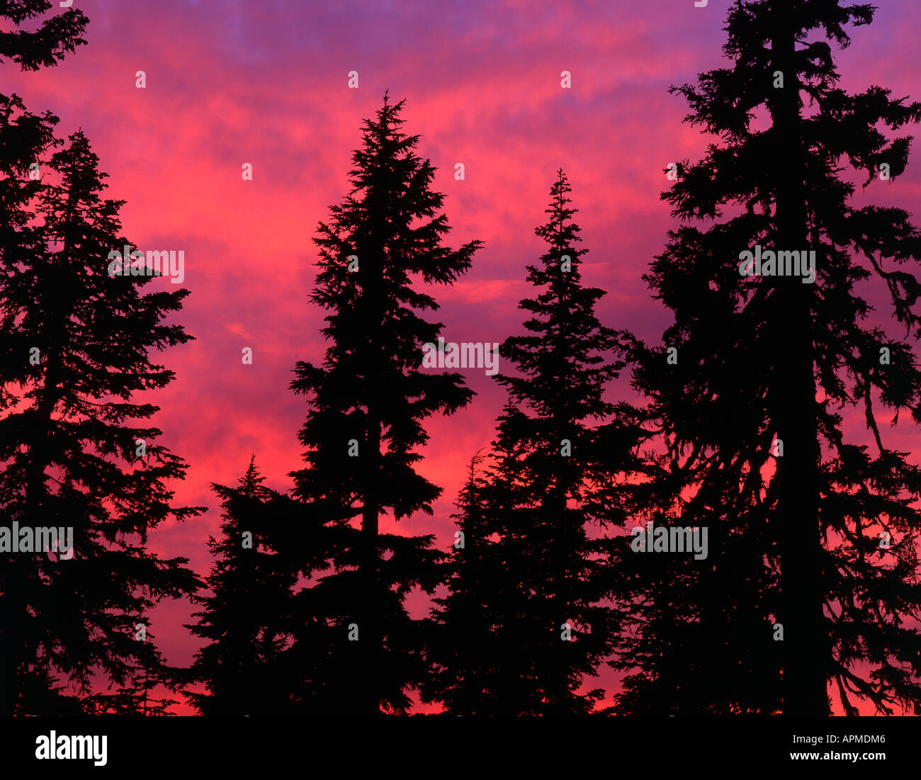 Sunset silhouettes boschetto di abete di Douglas alberi in Washington's Mount Rainier National Park. Foto Stock