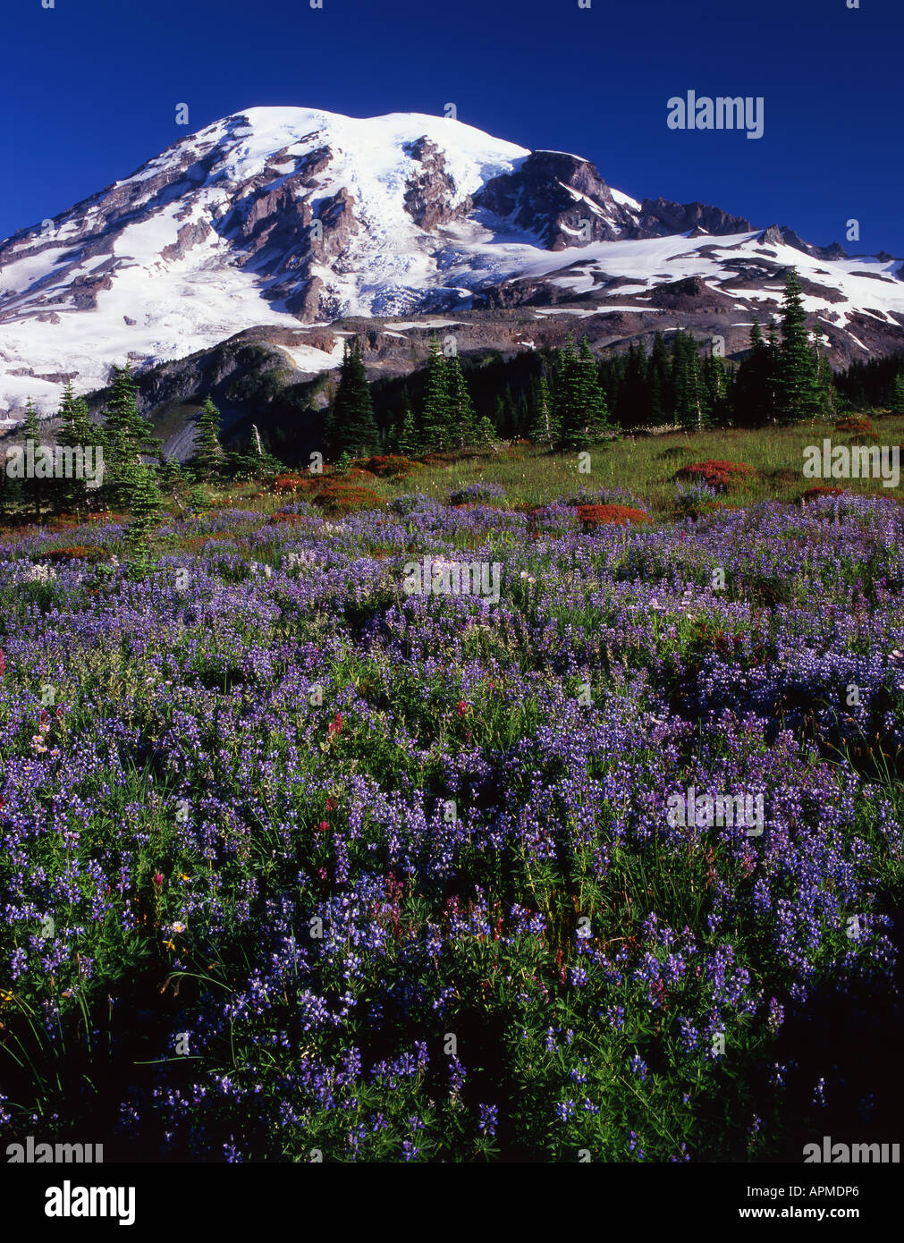 Prato estivo fiorisce su Mazama Ridge con Washington il picco più alto, Mt Rainier (14,410 ft). Foto Stock