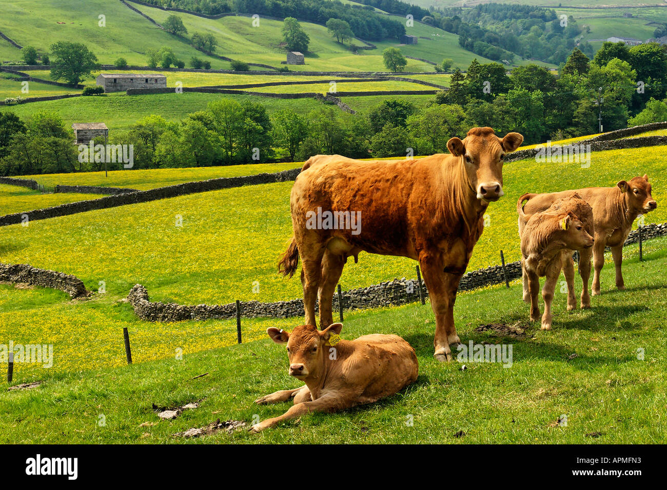 Jersey di mucca e di vitelli 'prendendo un interesse", in Swaledale Foto Stock