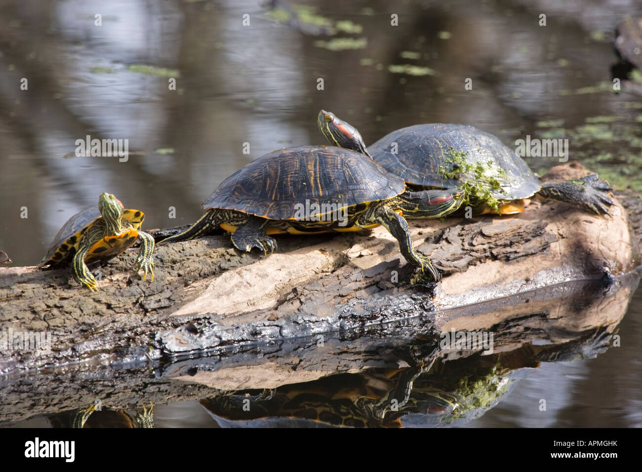 Red eared slider tartarughe Foto Stock