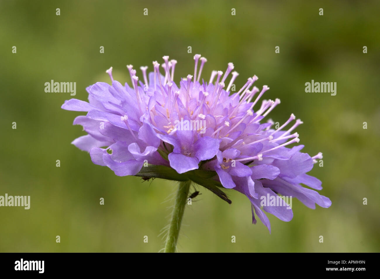 Chiusura del fiore di piccole Scabious (Scabiosa colombari), Drôme provenzale, Francia Foto Stock