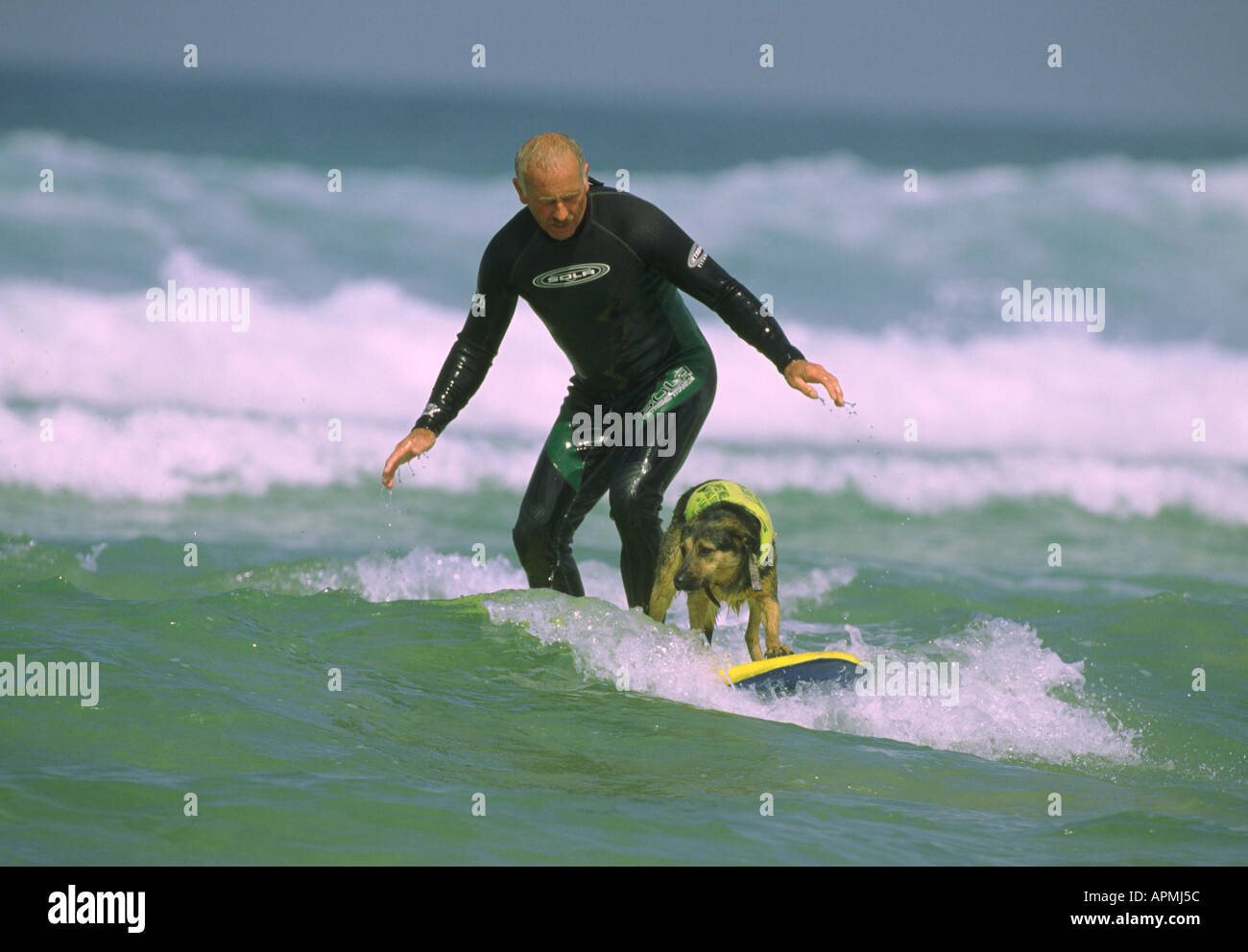 MAX IL CANE DI SURF Foto Stock