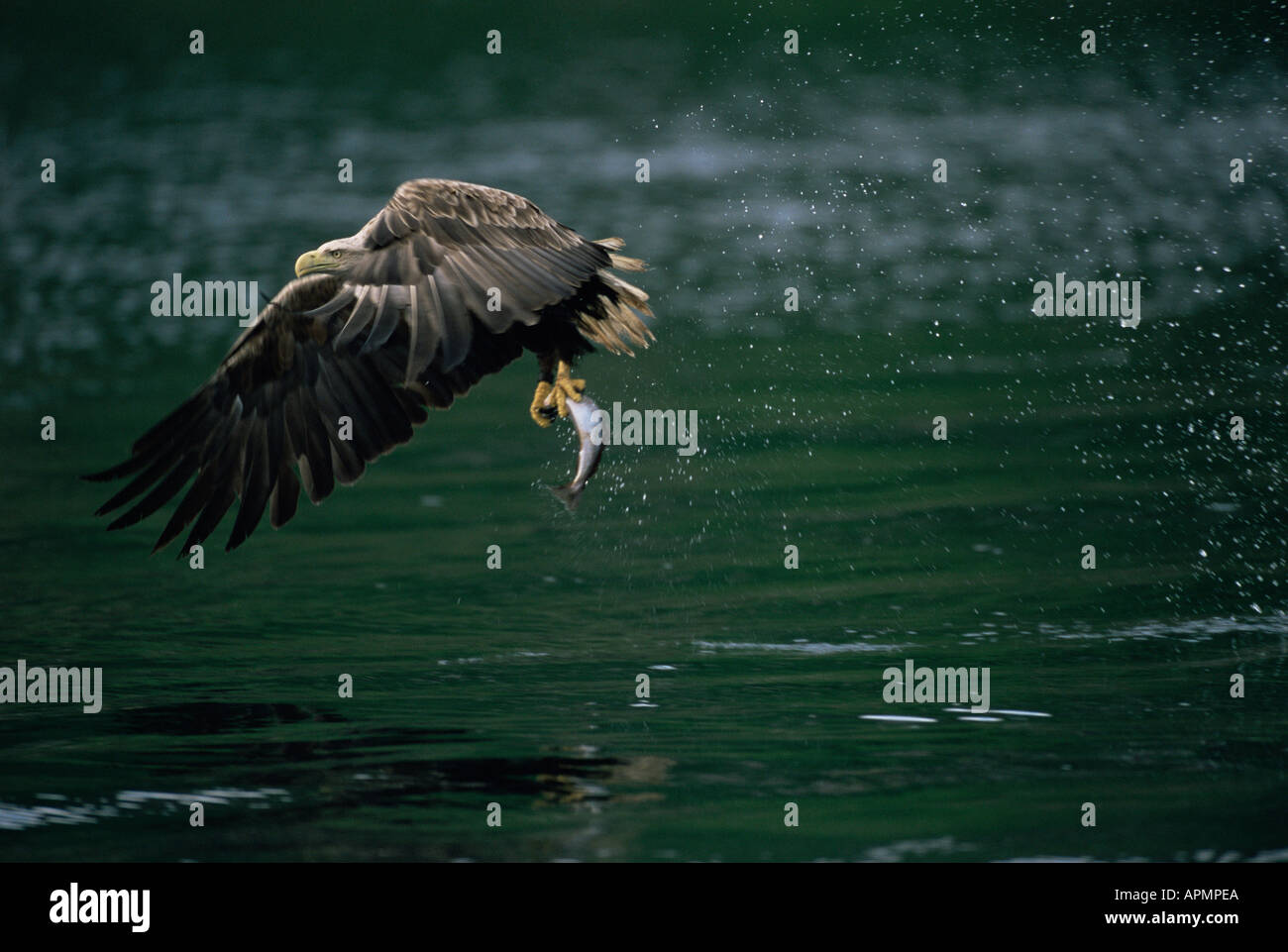 White Tailed eagle o l'aquila di mare Haliaeetus albicilla adulto immersioni subacquee per il pesce Isola di Skye in Scozia Foto Stock