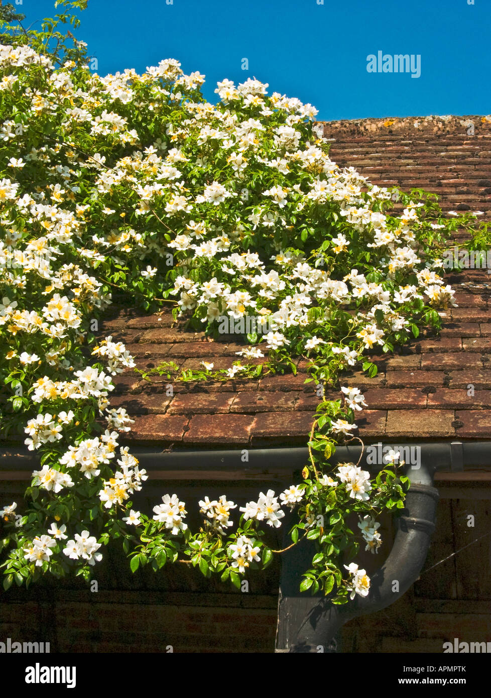 Rose giorno di nozze sulla scomposizione di un fienile tetto in giugno nel Wiltshire, Inghilterra UK UE Foto Stock