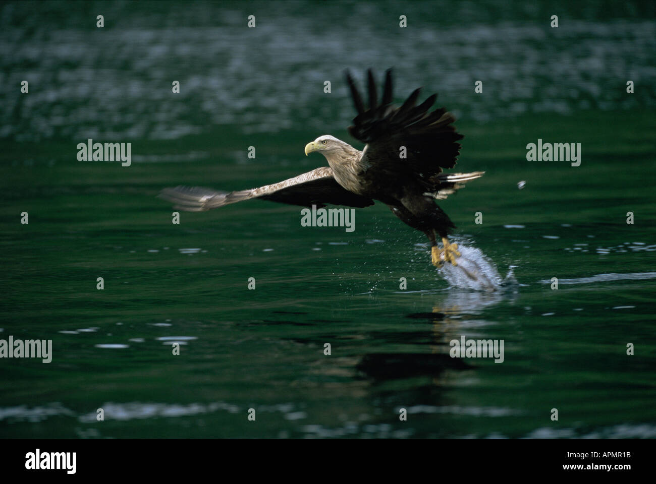 White Tailed eagle o l'aquila di mare Haliaeetus albicilla adulto immersioni subacquee per il pesce Isola di Skye in Scozia Foto Stock