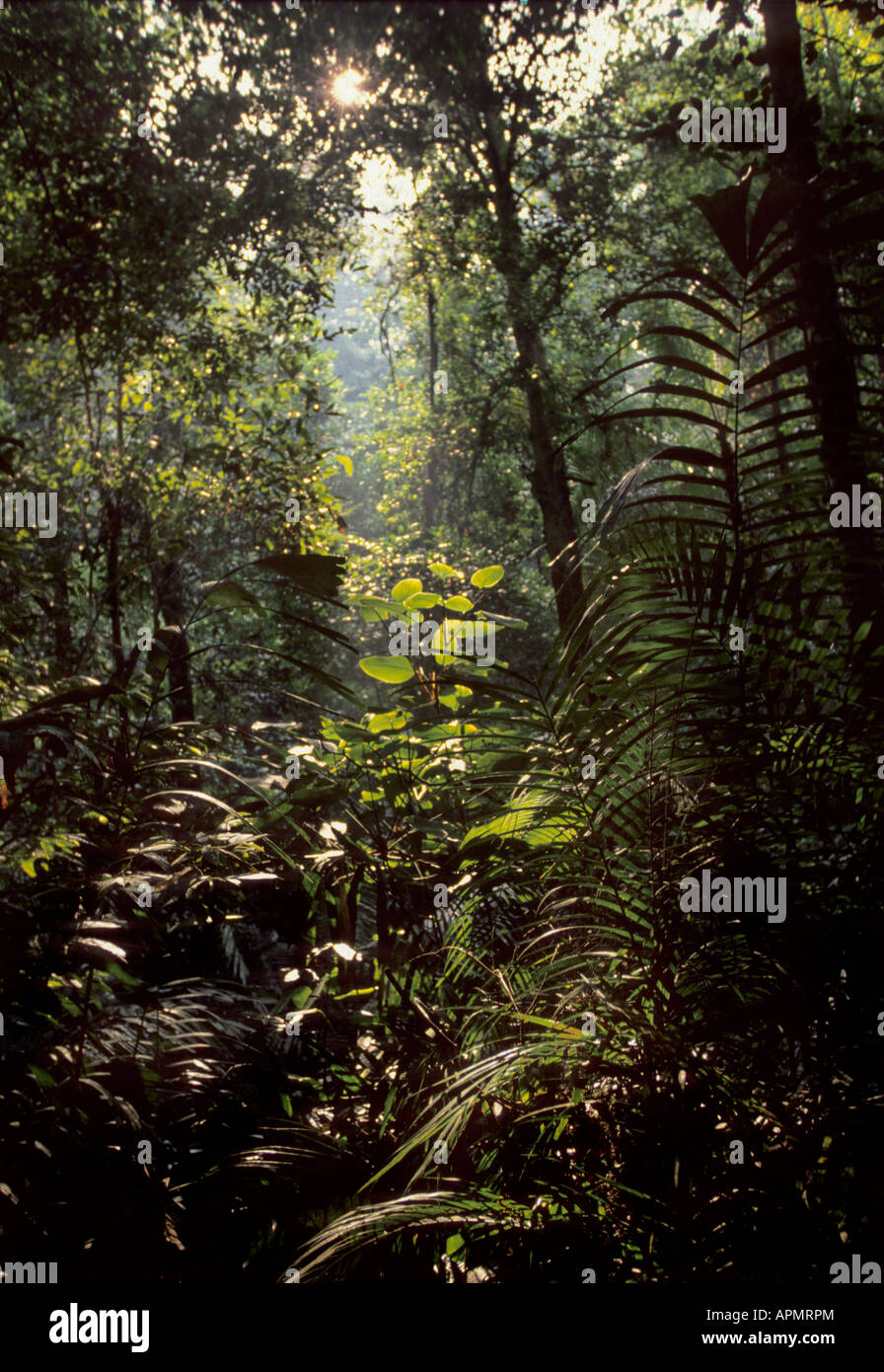 La foresta pluviale tropicale Sabah Malaysia Parco Kinabalu Borneo Foto Stock