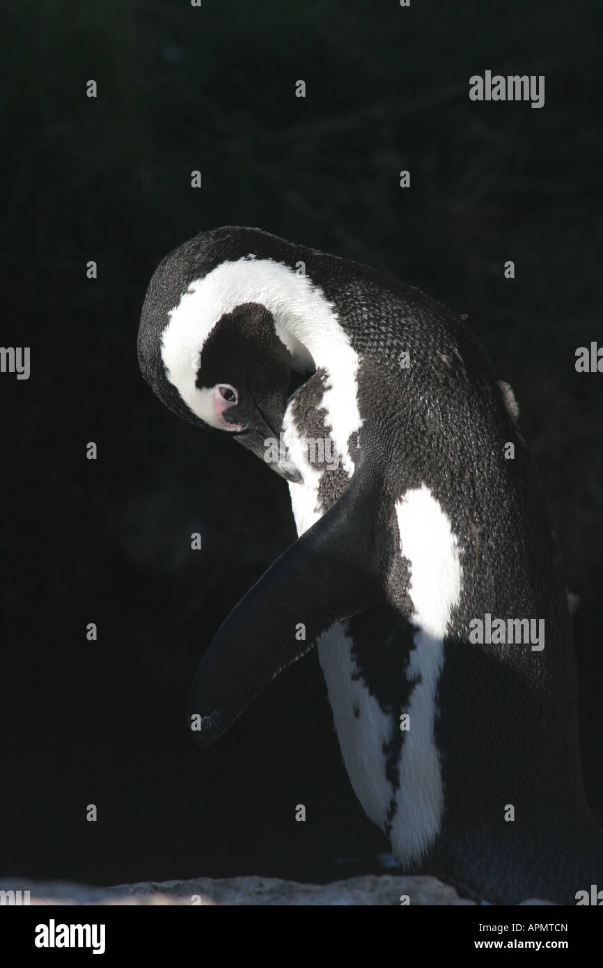 Pinguino africani Boulders Beach a 3 km dalla Città di Simon Western Cape Sud Africa colonia di pinguini arrivati ottanta aka jackass penguin Foto Stock