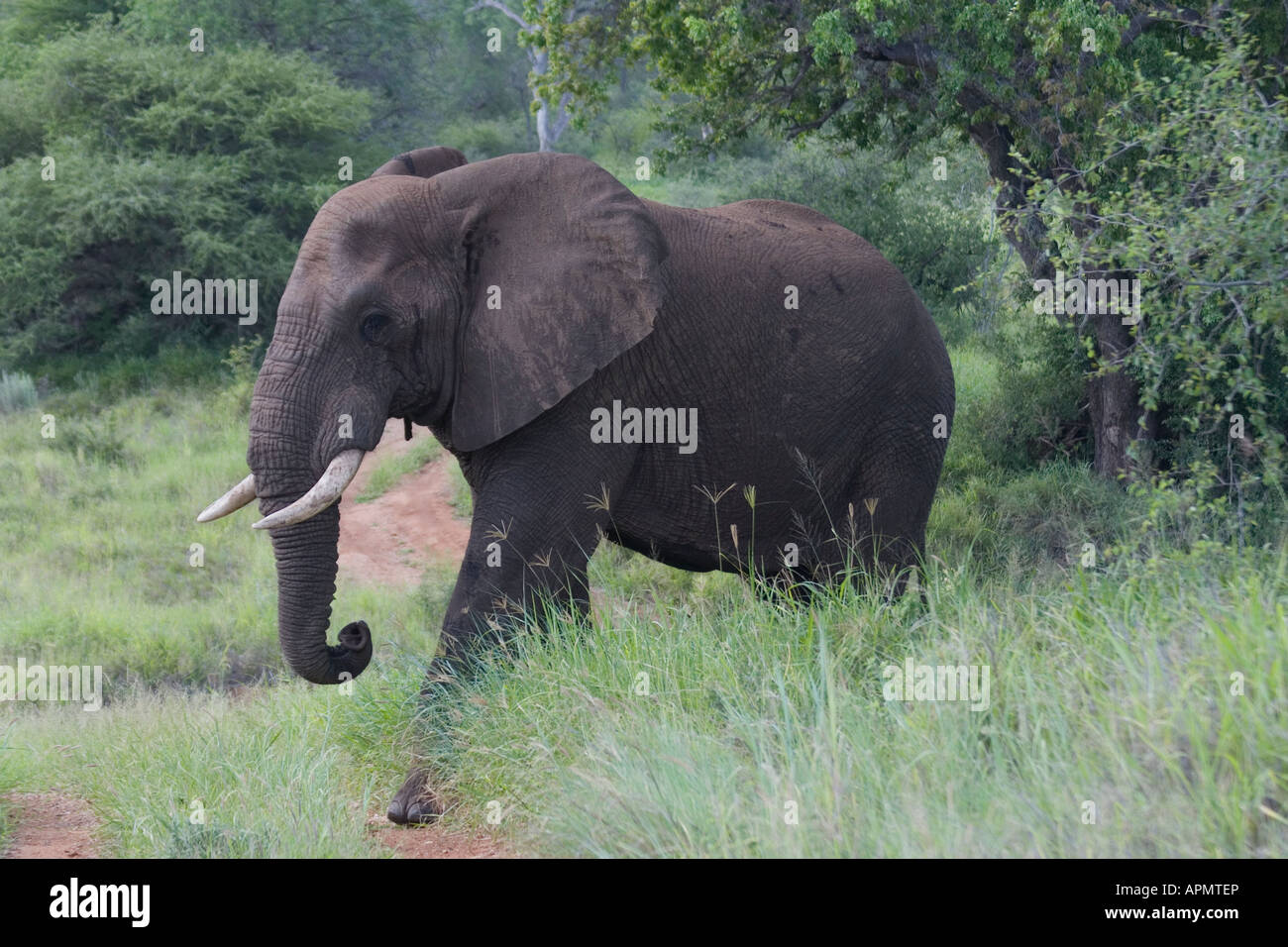 Gli elefanti africani sia erbivori e vivere più grandi mammiferi terrestri in Provincia di Limpopo Sud Africa sia maschi e femmine hanno zanne Foto Stock