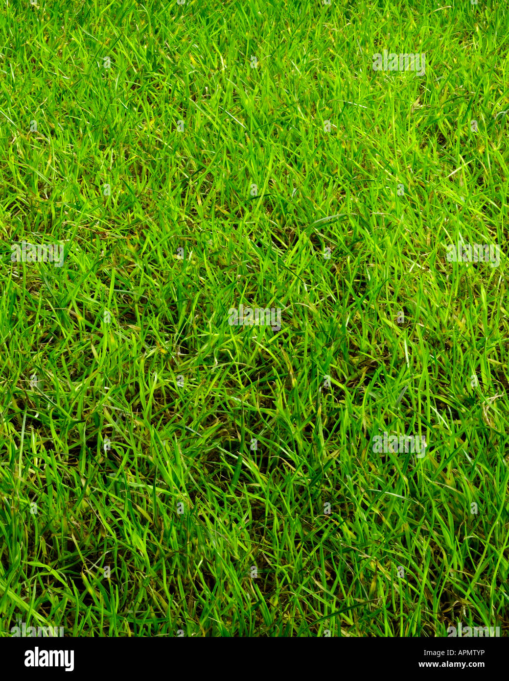 Una completa immagine di frame di erba verde. Foto Stock