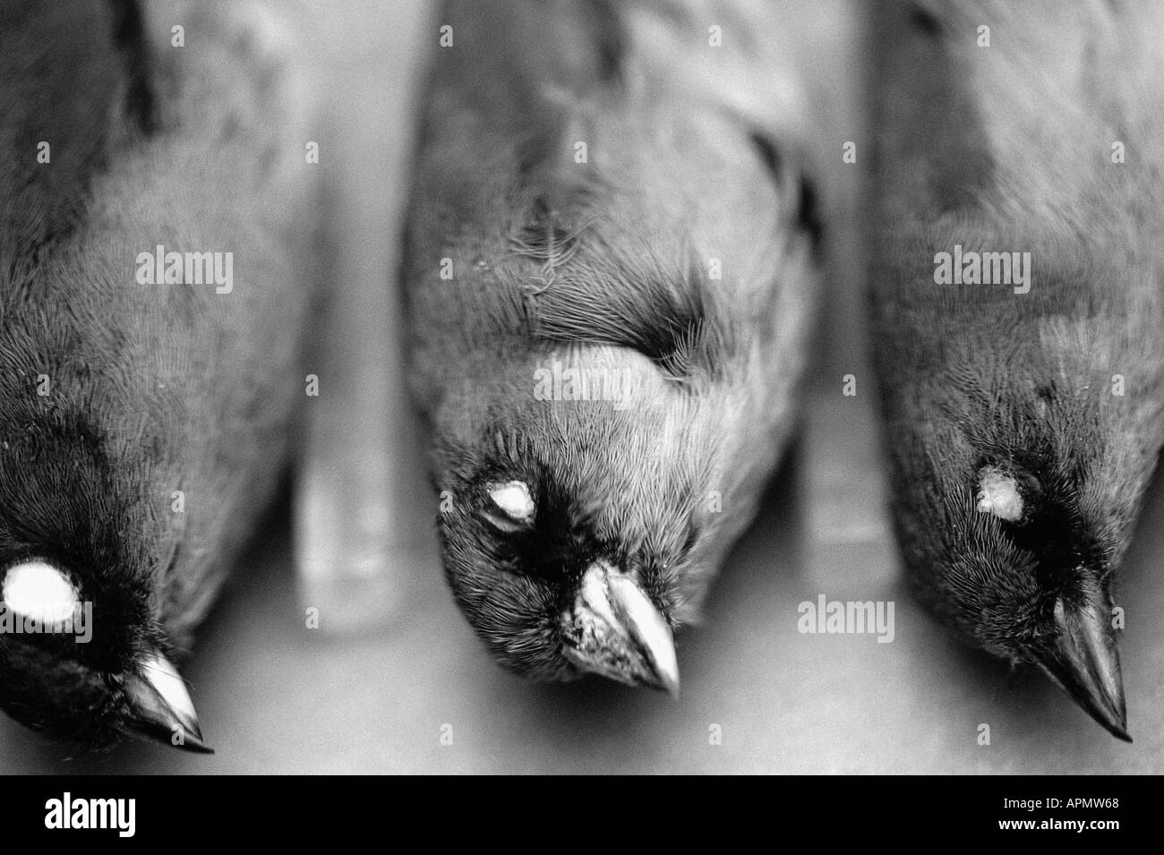 Fila di uccelli morti Foto Stock Fila di uccelli morti Foto Stock